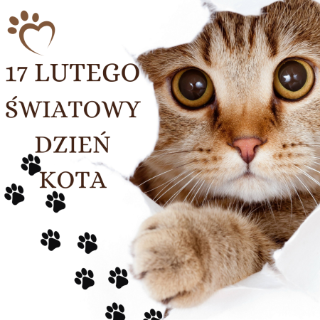 Światowy Dzień Kota